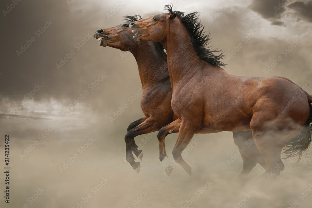 Obraz premium W pyle walczą dwa gniade ogiery