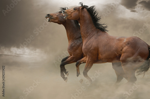 Fototapeta Naklejka Na Ścianę i Meble -  Two bay stallions are fighting in the dust