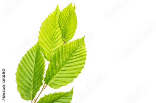 One whole fresh green plant elm branch with fresh rib leaves flatlay isolated on white