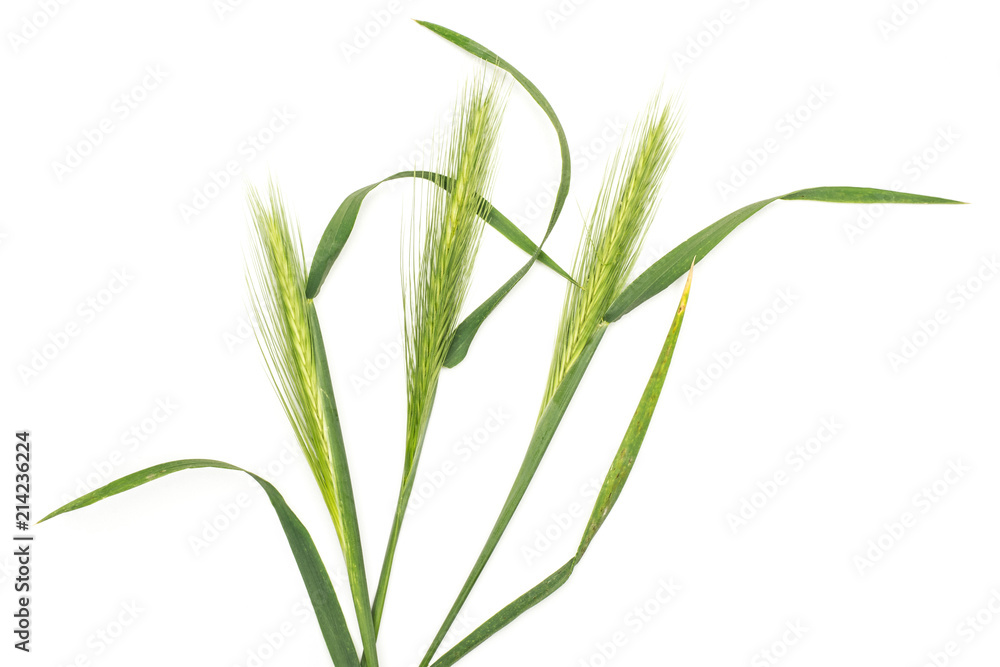 Group of three whole fresh green plant barley mouse grass flatlay isolated on white Group of three whole fresh green plant barley mouse grass flatlay isolated on white