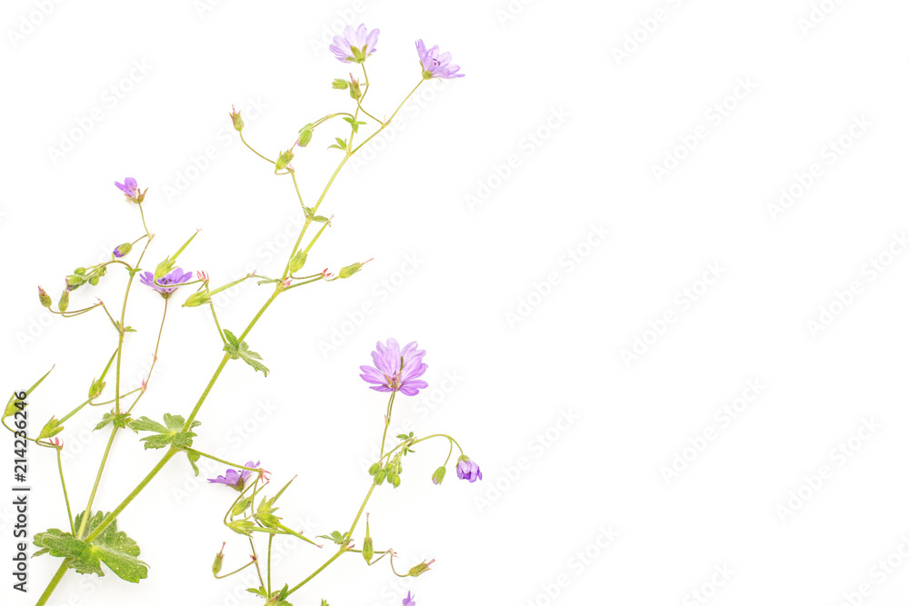One whole fresh green plant redstem filaree with small violet flowers flatlay isolated on white