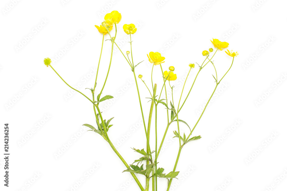 Fresh green plant meadow buttercup with yellow flowers flatlay isolated on white