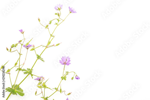One whole fresh green plant redstem filaree with small violet flowers flatlay isolated on white © PIXbank