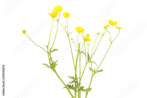 Fresh green plant meadow buttercup with yellow flowers flatlay isolated on white