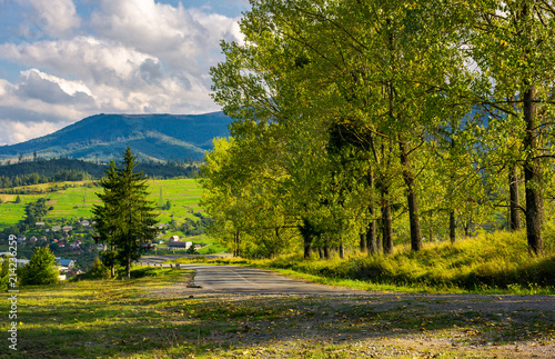 Fototapeta Naklejka Na Ścianę i Meble -  row of trees along the road in to the mountains. lovely autumnal landscape