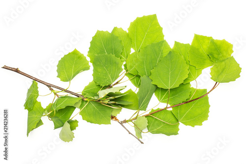 One whole fresh green plant common european aspen branch with leaves flatlay isolated on white