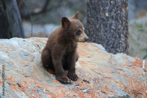 Photography Young black bear Kanada