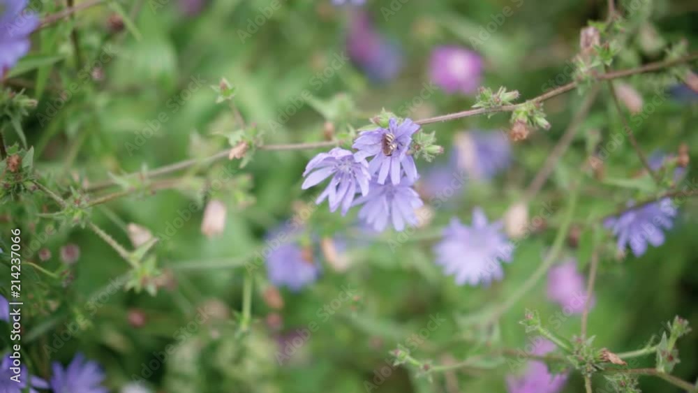 Closeup selective focus, a bee pollinating a purple wildflower in a field Closeup selective focus, a bee pollinating a purple wildflower in a field