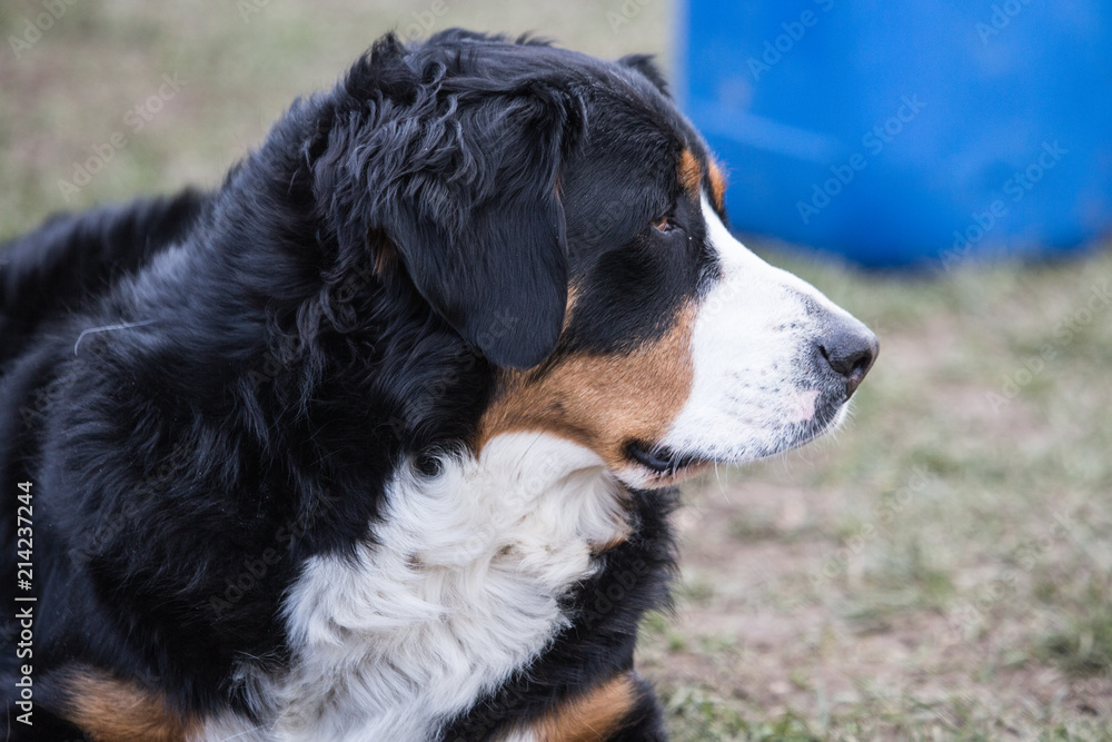 portrait of a Bernese mountain dog on a walk in belgium