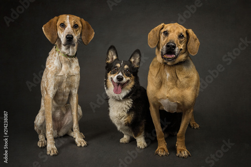 Tapety artystyczne Dog Trio