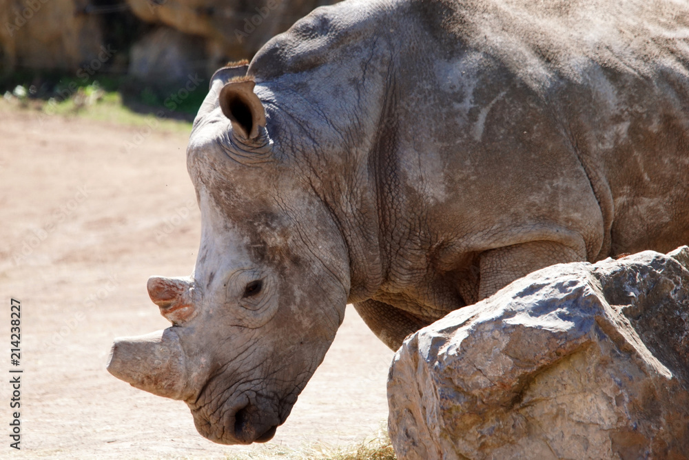 Fototapeta premium rhinocéros musclé