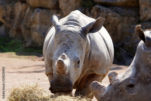 rhinocéros de face