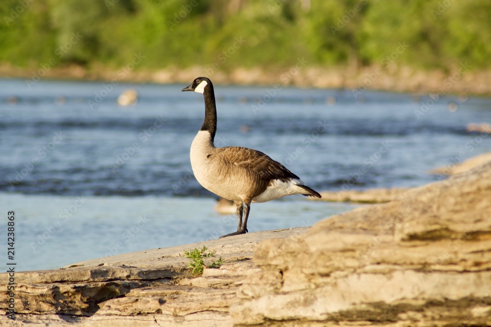 Beautiful Canada Geese on the rock near the river Beautiful Canada Geese on the rock near the river