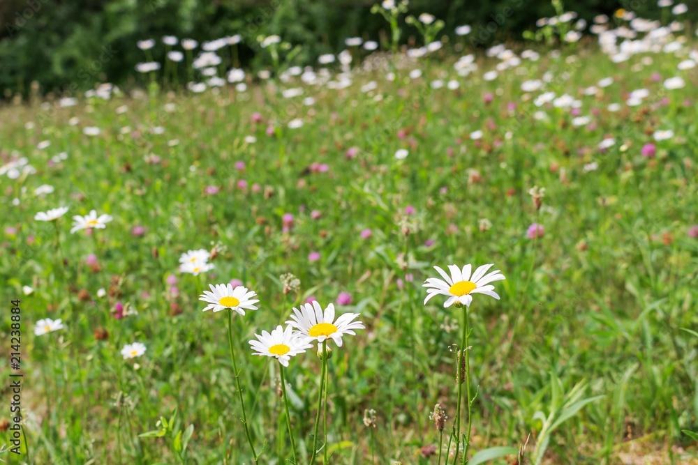 Summer field of daisies and wildflowers. White flowers with yellow centers on a hillside with grass and pink clover.