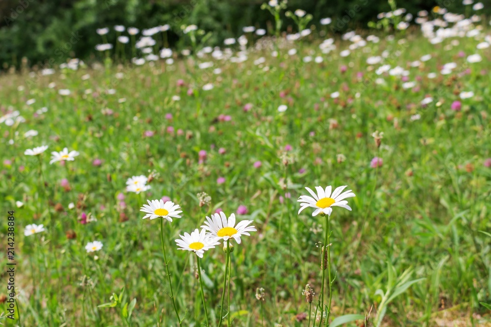 Summer field of daisies and wildflowers. White flowers with yellow centers on a hillside with grass and pink clover. Summer field of daisies and wildflowers. White flowers with yellow centers on a hillside with grass and pink clover.