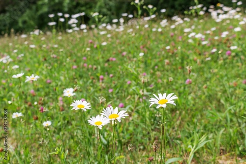 Summer field of daisies and wildflowers. White flowers with yellow centers on a hillside with grass and pink clover. © Kimberly Boyles