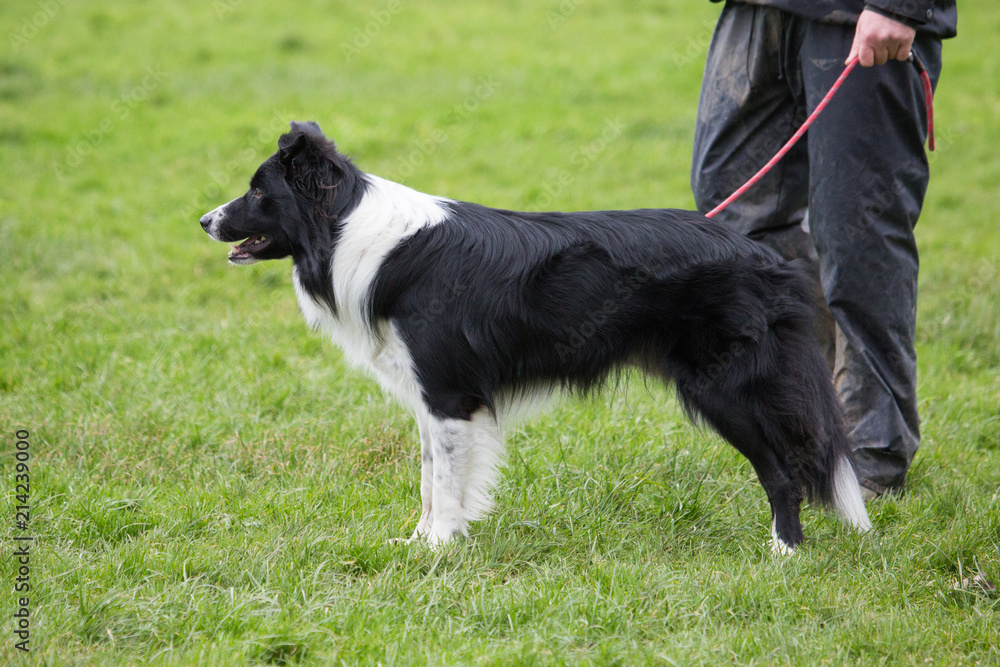 portrait of Border Collie dog on a walk in belgium portrait of Border Collie dog on a walk in belgium