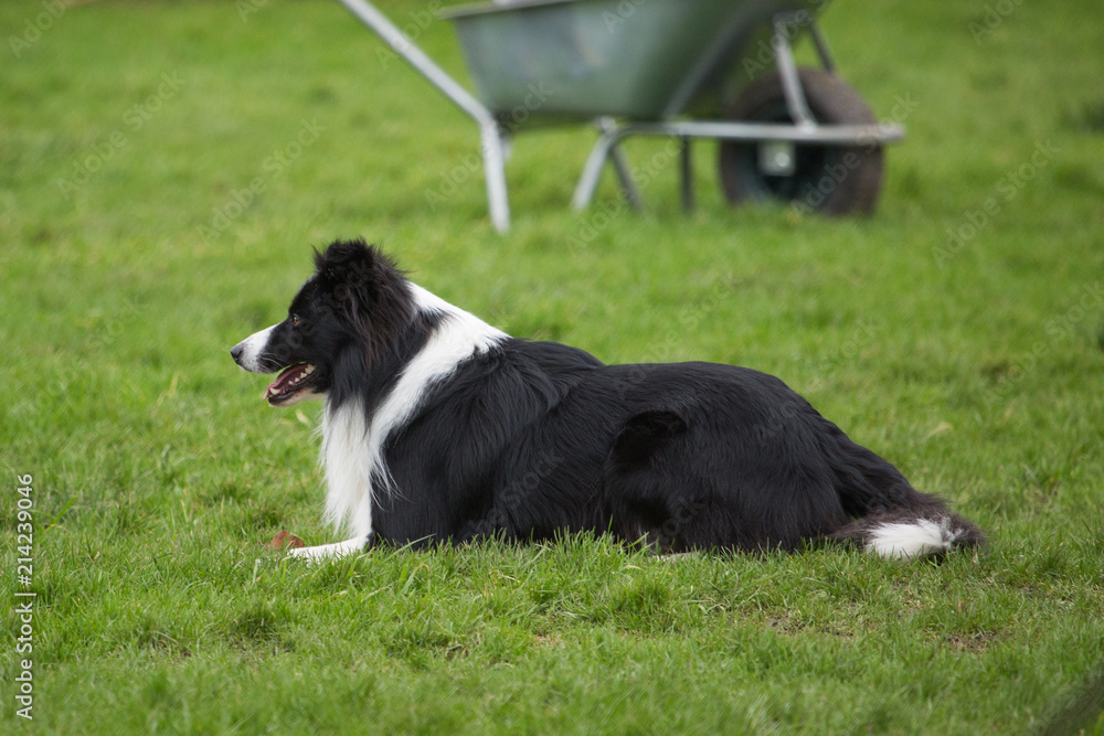 portrait of Border Collie dog on a walk in belgium