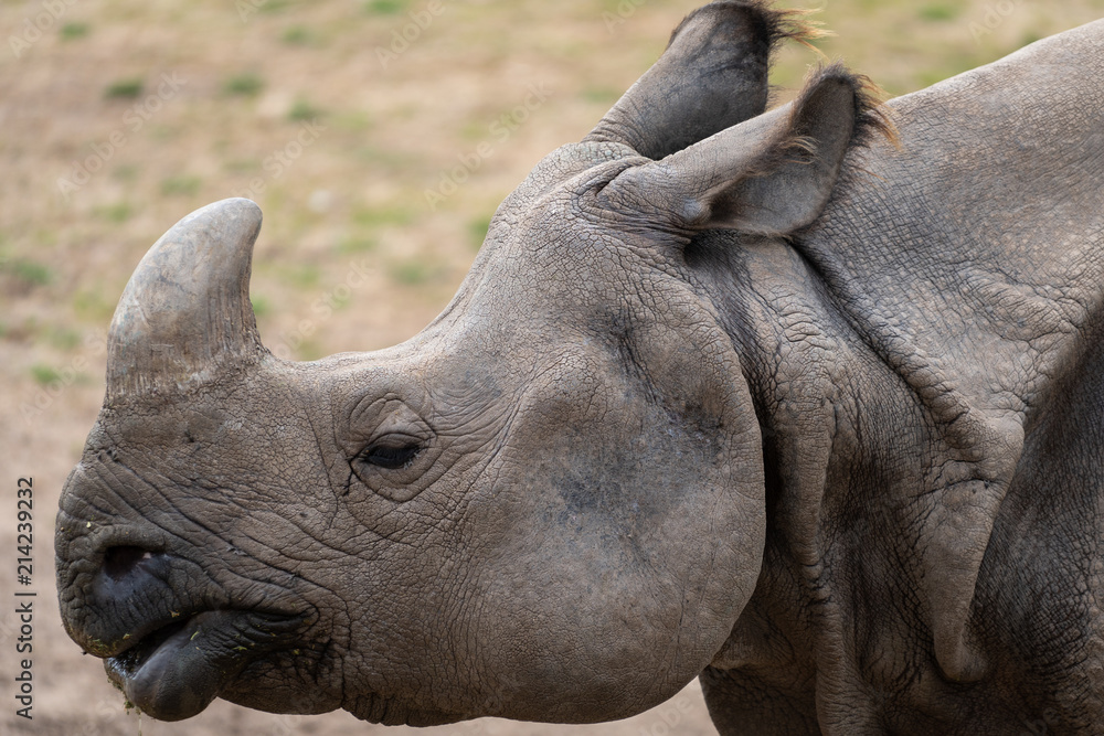 Obraz premium Nosorożec