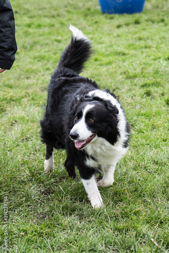 portrait of Border Collie dog on a walk in belgium