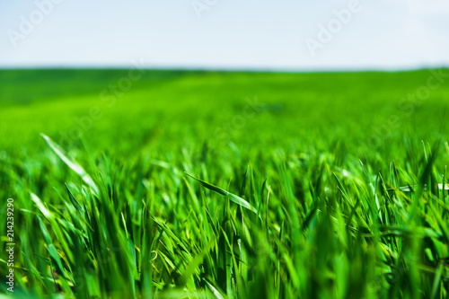 Image of a landscape of a green grass or wheat field and a blue sky with patterns from the clouds. The concept of serenity of ecology and spring