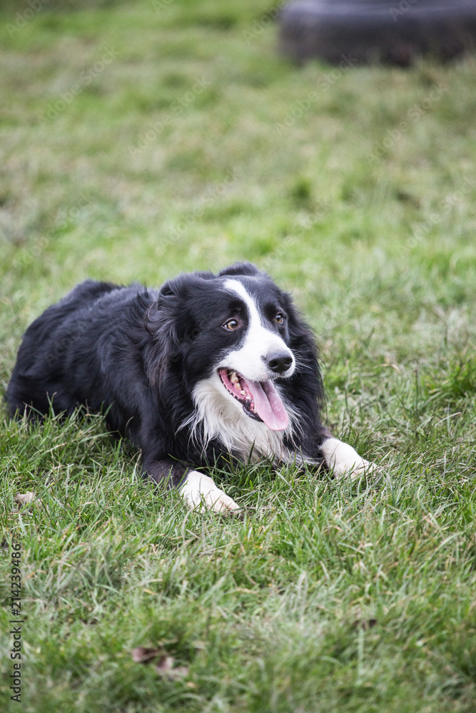 portrait of Border Collie dog on a walk in belgium