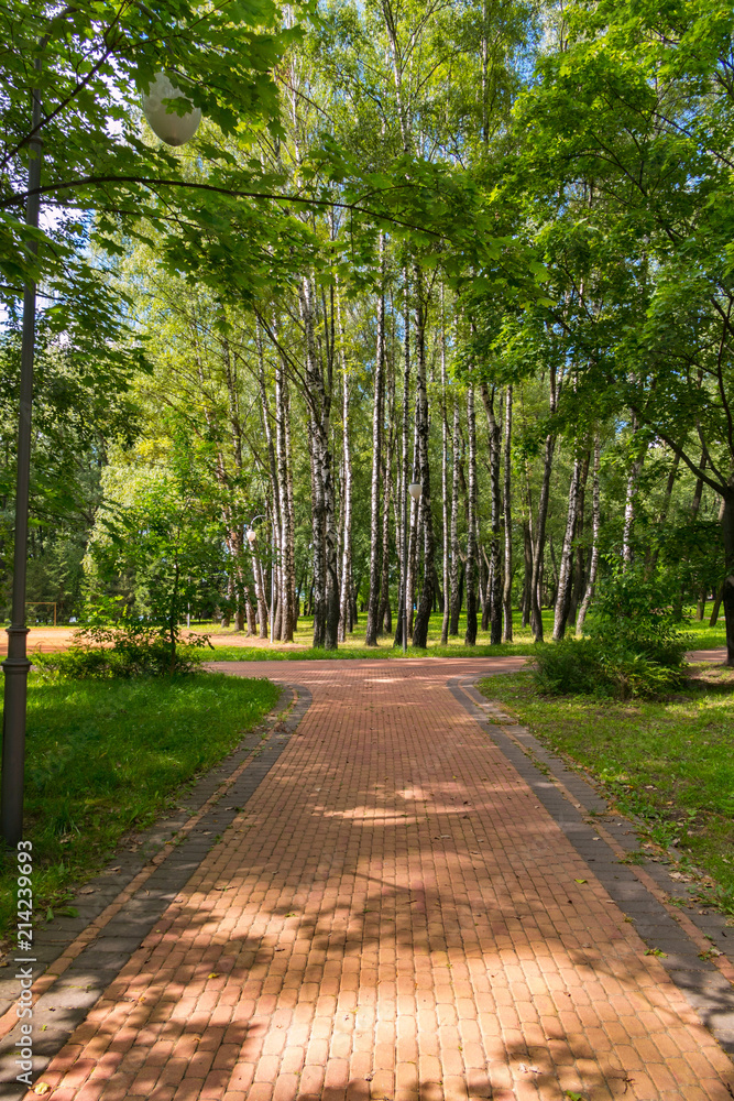 White trunks of a green birch grove and a beautiful walkway led out to them from a tile White trunks of a green birch grove and a beautiful walkway led out to them from a tile
