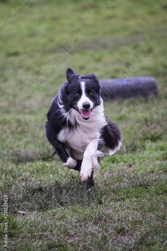 portrait of Border Collie dog on a walk in belgium