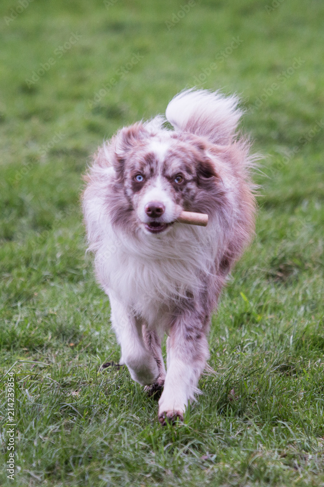 portrait of Border Collie dog on a walk in belgium