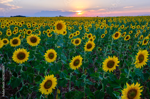 Champ de tournesols. Coucher de soleil, beau ciel coloré avec des nuages.