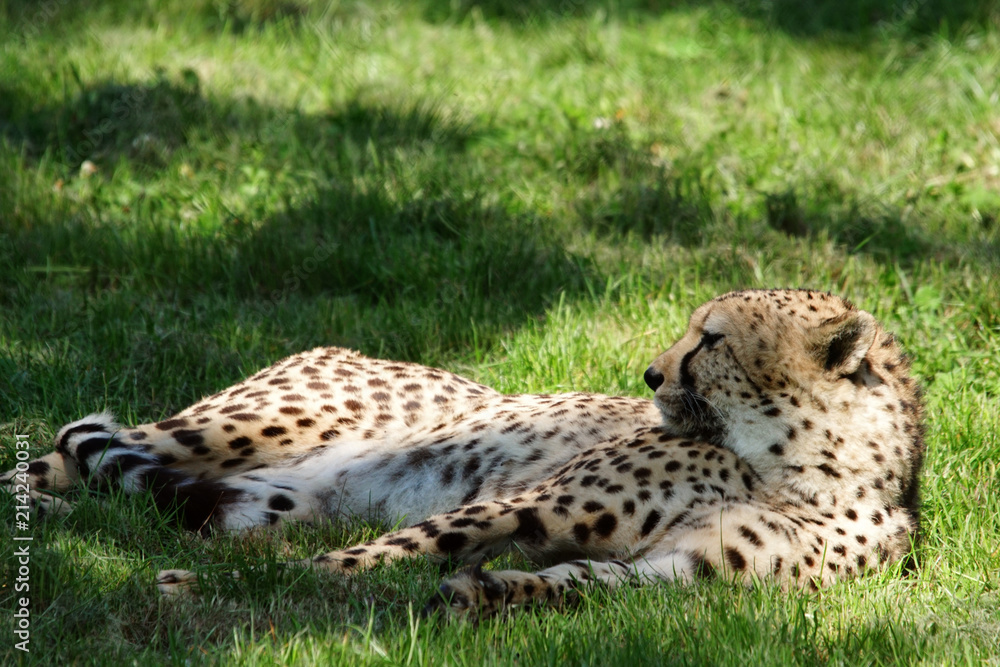 guépard en pleine sieste à l'ombre guépard en pleine sieste à l'ombre