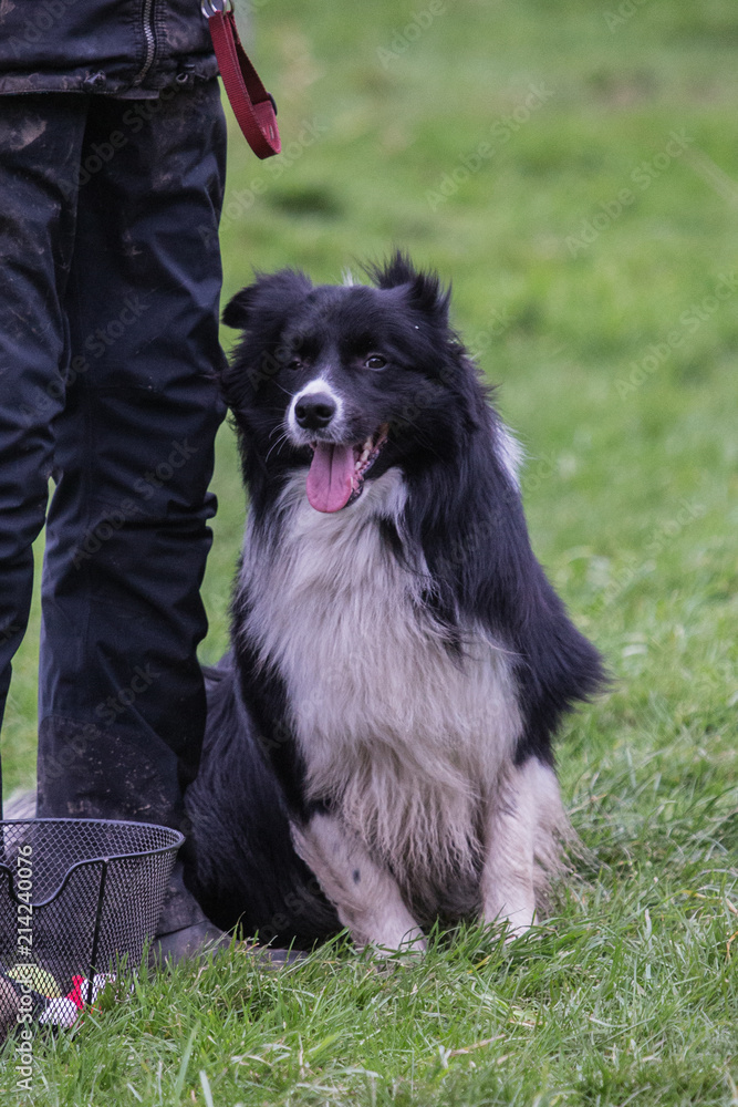 portrait of Border Collie dog on a walk in belgium portrait of Border Collie dog on a walk in belgium