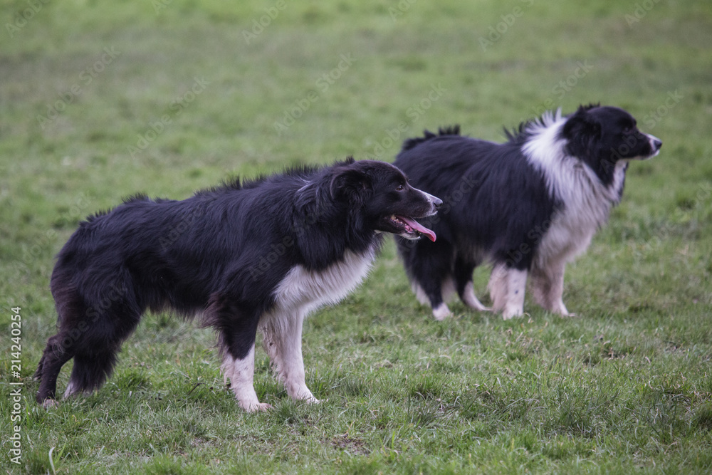 portrait of Border Collie dog on a walk in belgium portrait of Border Collie dog on a walk in belgium