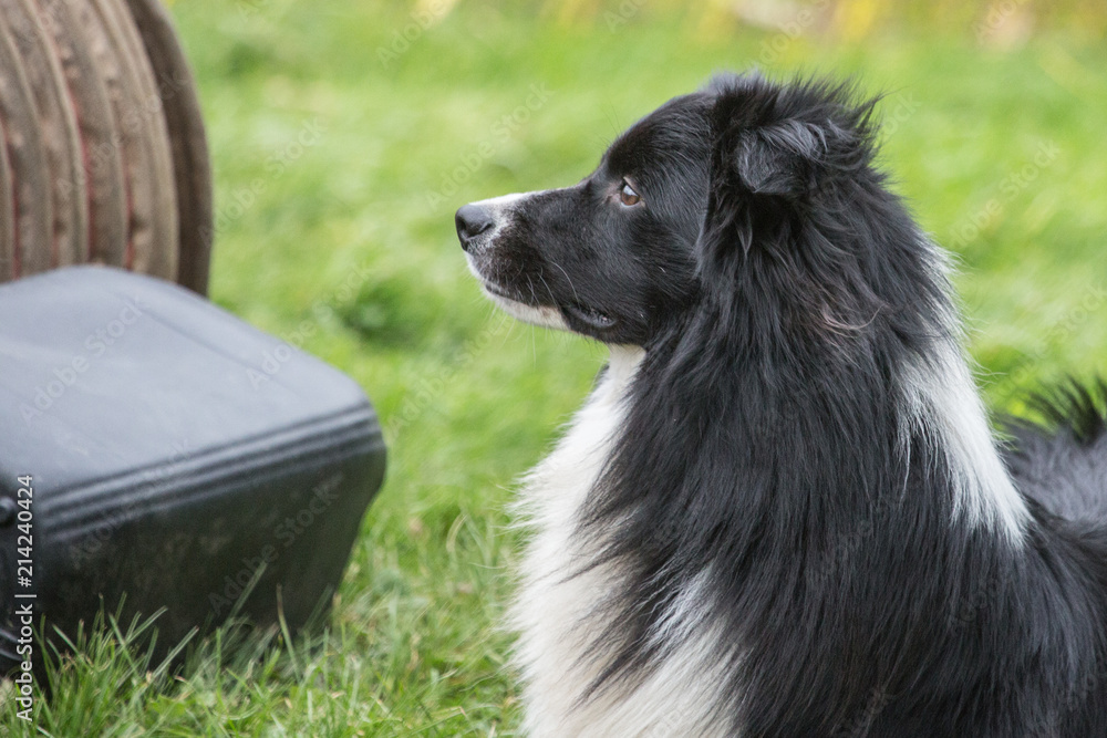 portrait of Border Collie dog on a walk in belgium portrait of Border Collie dog on a walk in belgium