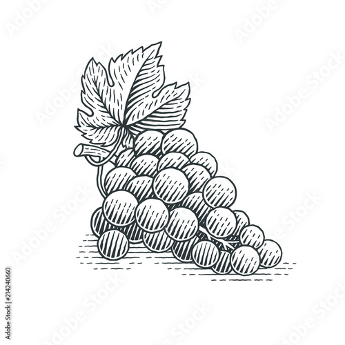 Grapes. Hand drawn engraving style illustrations.