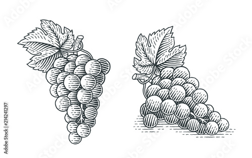 Photographie Grapes. Hand drawn engraving style illustrations.