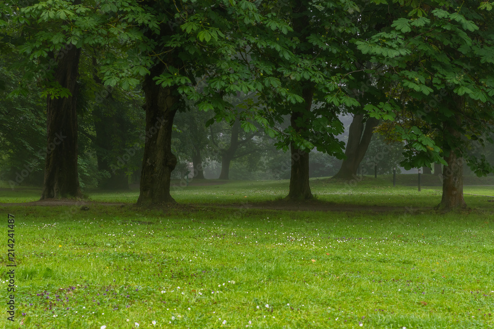 Diverse selection of trees and walking path in the morning mist of Toompark in Tallinn, Estonia