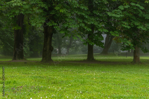 Diverse selection of trees and walking path in the morning mist of Toompark in Tallinn, Estonia photo