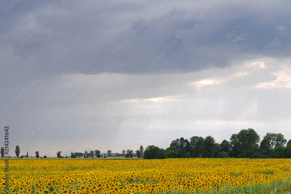 field of sunflowers against the background of trees on a cloudy day