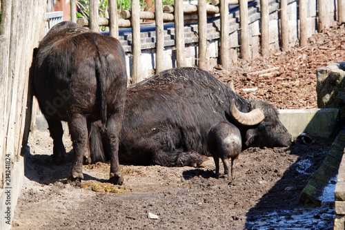 Buffles d’eau