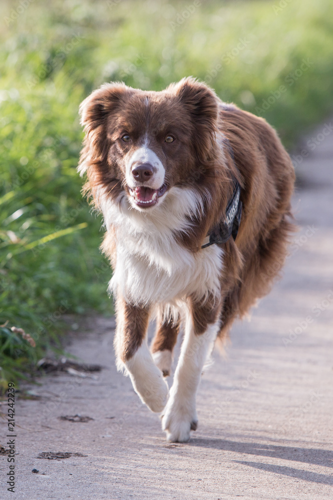 portrait of Border Collie dog on a walk in belgium