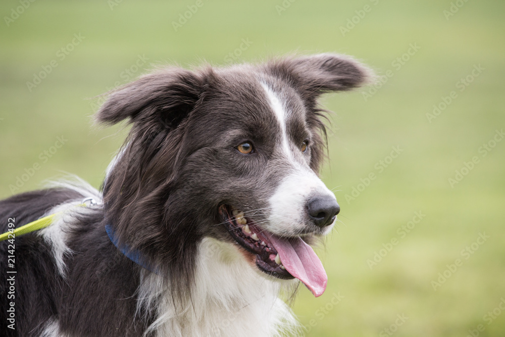 portrait of Border Collie dog on a walk in belgium