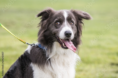 portrait of Border Collie dog on a walk in belgium