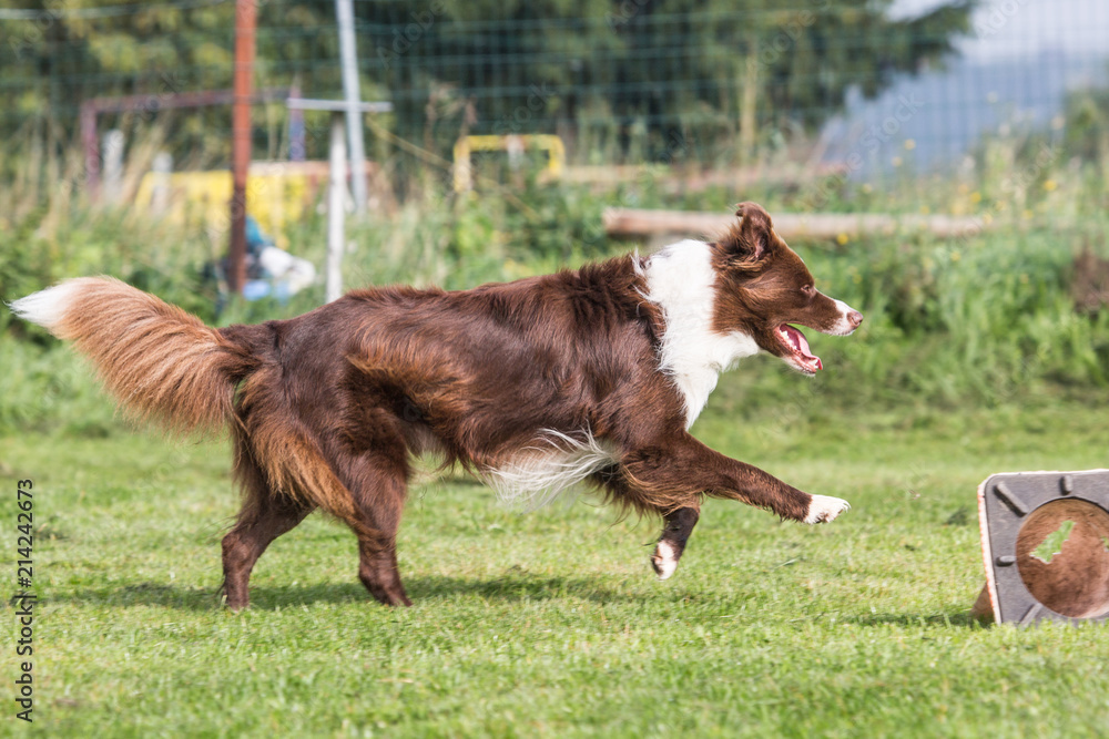 portrait of Border Collie dog on a walk in belgium portrait of Border Collie dog on a walk in belgium
