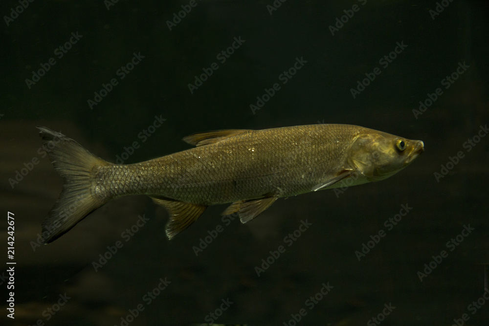 Asp fish (Aspius aspius). Asp fish (Aspius aspius).