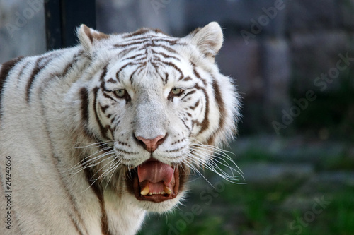 tigre blanc en train de bailler © JC DRAPIER