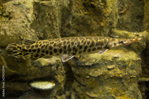  Florida gar  Lepisosteus platyrhincus .