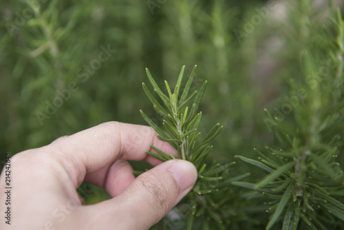 Fresh rosemary plant herb in garden. for food ingredient.