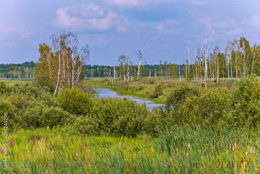 A small river channel, overgrown with various kinds of plants in the background of a field with a lot of birches