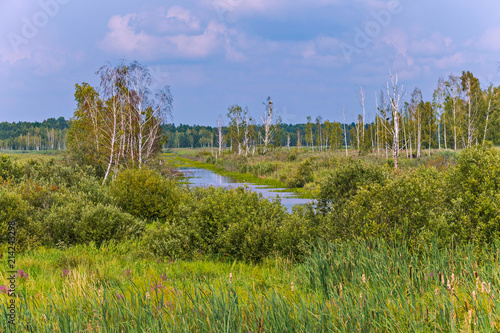 A small river channel, overgrown with various kinds of plants in the background of a field with a lot of birches